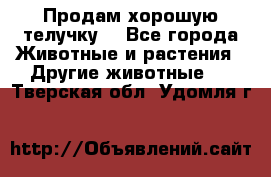 Продам хорошую телучку. - Все города Животные и растения » Другие животные   . Тверская обл.,Удомля г.